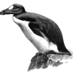 Great Auk